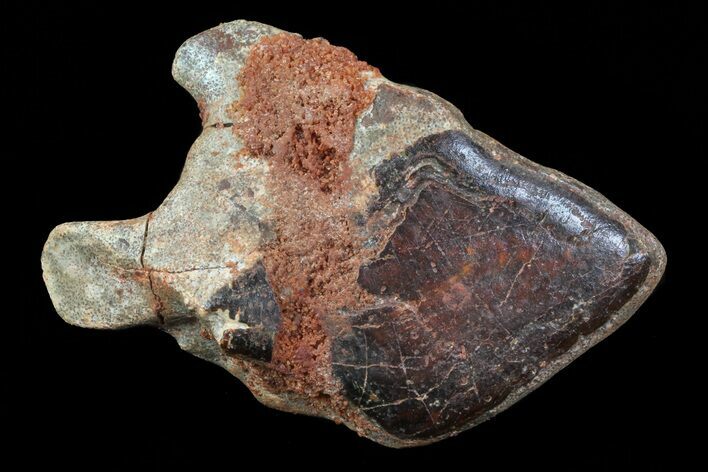 Bargain, Cretaceous Gar Fish Scale - Kem Kem Beds #72692